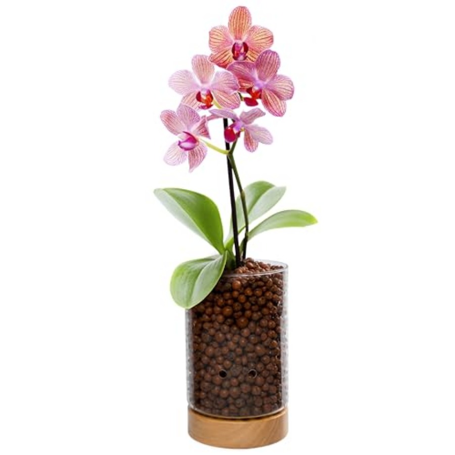 Glass Planter with Wooden Base - مراجعة Clay Pebble Growing وسعره