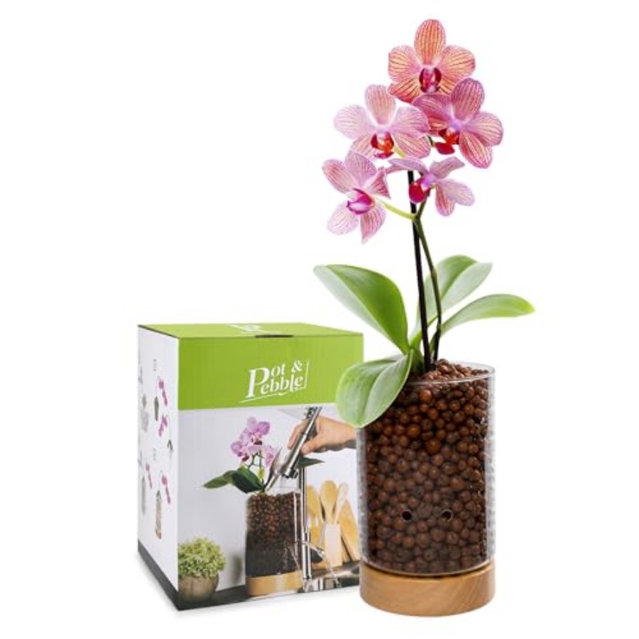 Glass Planter with Wooden Base - مراجعة Clay Pebble Growing وسعره