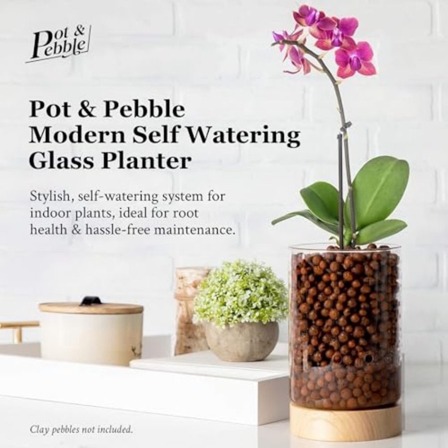 Glass Planter with Wooden Base - مراجعة Clay Pebble Growing وسعره