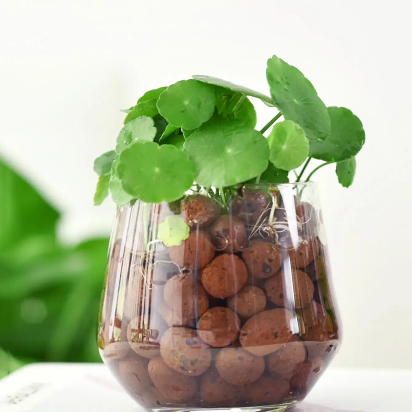 500g/pack Leca Balls Clay Pebb - مراجعة Clay Pebble Growing وسعره