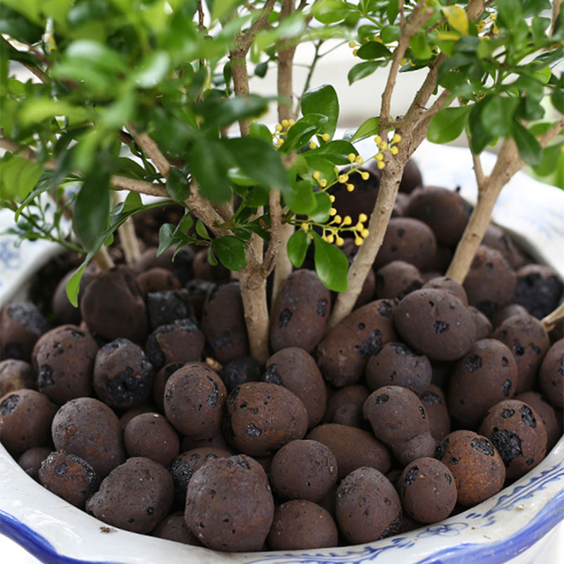 500g Organic light ceramsite C - مراجعة Clay Pebble Growing وسعره