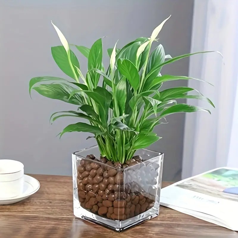 1LB Reusable Hydroponic Clay P - مراجعة Clay Pebble Growing وسعره